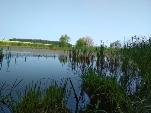 11-ый день в лагере труда и отдыха "Семь ветров". Экскурсия "Водоемы Свислочского района"