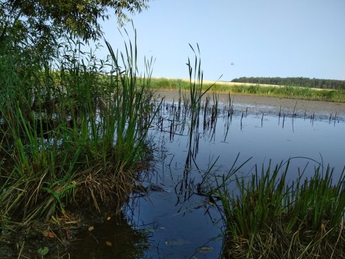 11-ый день в лагере труда и отдыха "Семь ветров". Экскурсия "Водоемы Свислочского района"