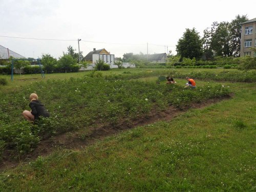 Отхаживая летнюю трудовую практику, 25 июня, учащиеся VII класса дружно вышли на территорию гимназии, чтобы прополоть сорняки не только в цветниках, но и на грядках с овощами.